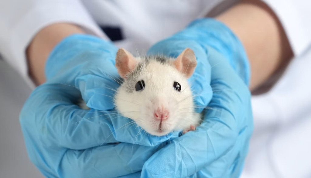 Un ratón con un cerebro parcialmente humano