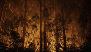 El Gobierno activa las ayudas frente a los incendios y aprueba una protección laboral extraordinaria para los afectados