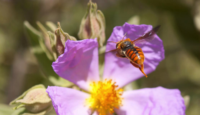 Las poblaciones de abejas han disminuido en 100 años… y ahora sabemos cuánto gracias a los museos