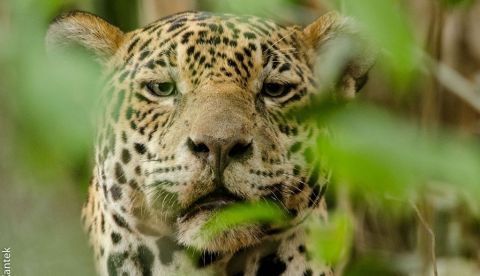 El genoma del jaguar revela que el cruce entre grandes felinos permitió su supervivencia