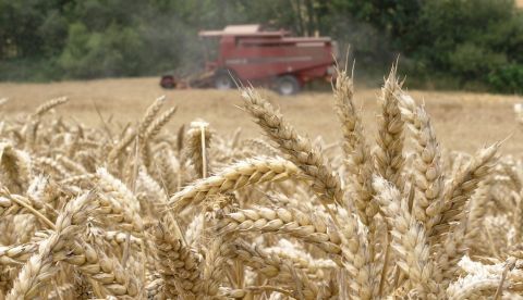 Una cosechadora recoge trigo. Efeagro/David Aguilar