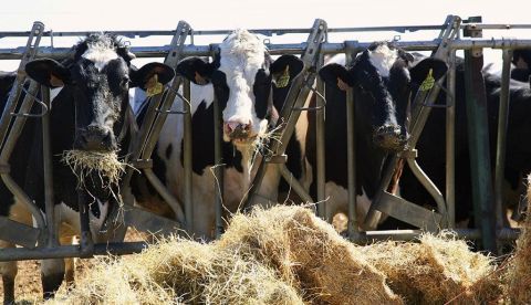 Vacas de una ganadería. EFE/Archivo