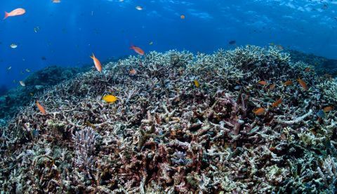 El cambio climático está provocando el blanqueamiento y muerte de los arrecifes de coral. Martin Voeller / Shutterstock
