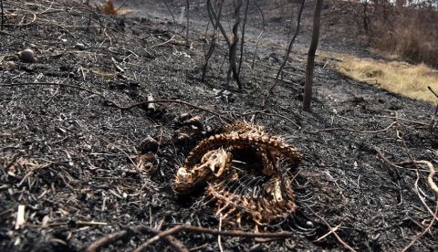 Casi 17 millones de vertebrados murieron en el incendio del Pantanal, Brasil
