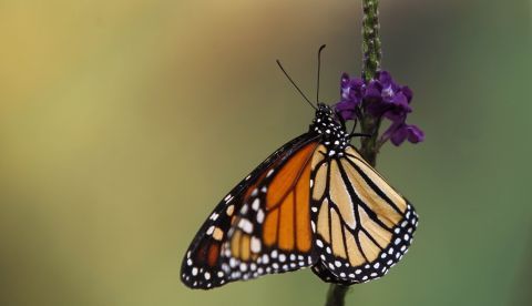 Pueden admirarse las famosas alas naranjas de las mariposas monarca (en la imagen), el impactante estampado de cebra de la "Heliconius charithonia" o el dibujo blanco y negro de la denominada "cometa de papel", entre otras. EFE/Archivo
