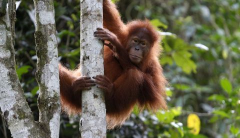 Una ONG acusa a Indonesia de planear plantaciones en el hábitat del orangután