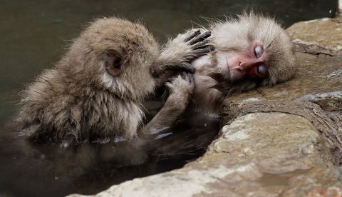 n macaco japonés despioja a su compañero mientras toman un baño caliente en las aguas termales del Parque de los Macacos de Jigokudani en Yamanouchi (Japón). EFE