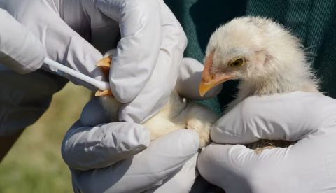 Pollos siendo sometidos a una prueba de detección de gripe aviar. Shutterstock / Merrimon Crawford