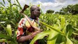 Les paysans du Burkina Faso sont inquiets pour leur avenir. Pour cause, l'insécurité grandissante, la pression foncière et la surexploitation des terres. Raphael Belmin / Cirad, CC BY-NC-ND