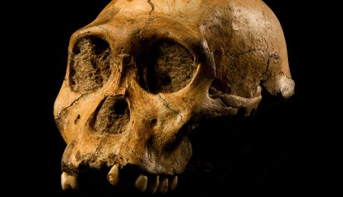 “Australopithecus sediba” caminaba como un humano, pero trepaba como un simio