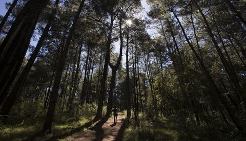 Bosque del estado mexicano de Michoacán. EFE/Archivo 