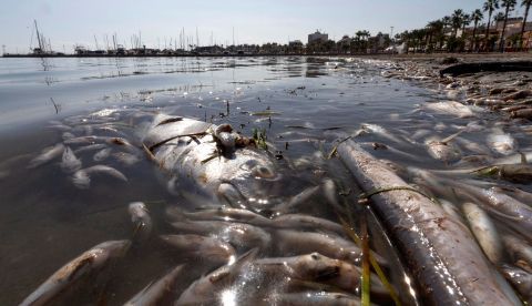 Peces muertos en playas del Mar Menor, (Murcia). EFE/Marcial Guillén/Archivo