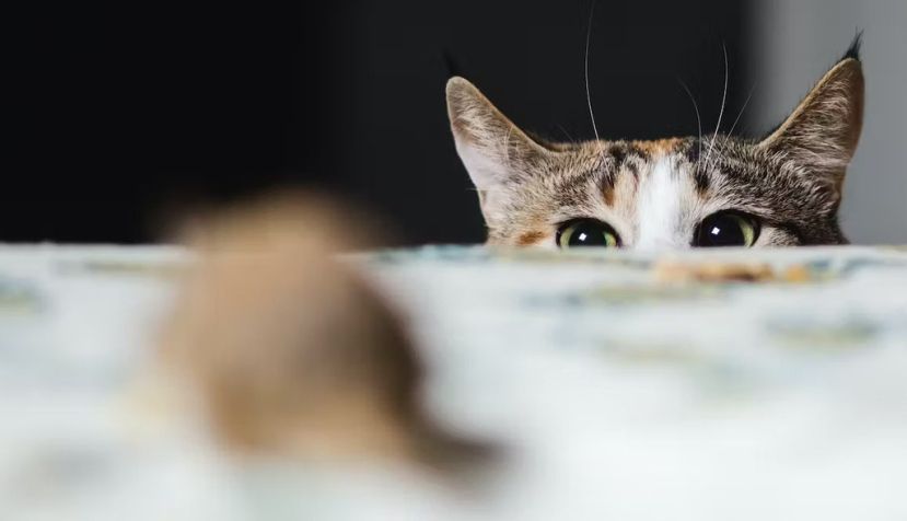 Sergey Zaykov/Shutterstock