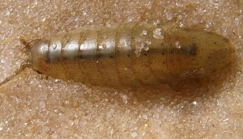 Un alga roja, la Gracilaria gracilis, debe su fecundación a la ayuda del crustáceo Idotea balthica, en la imagen, que hace el papel de abeja submarina. Wikimedia Commons / Denis Barthel, CC BY-SA