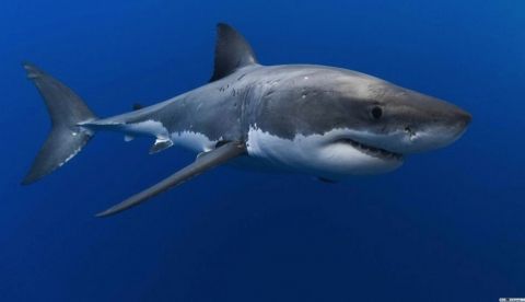 El tiburón blanco es considerado uno de los depredadores marinos más temibles. Fuente: animales.net