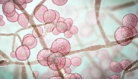 La levadura Candida auris es un patógeno emergente capaz de causar infecciones graves potencialmente mortales. Kateryna Kon / Shutterstock