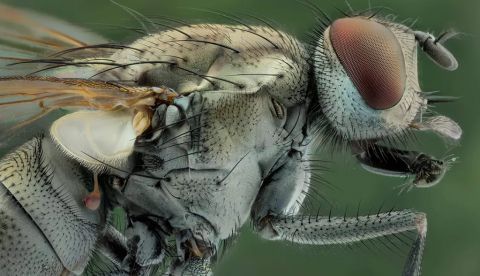 Una mosca mostrando el halterio mazudo y ambarino debajo de un calíptero marfileño. Javier Rupérez, Author provided (No reuse)