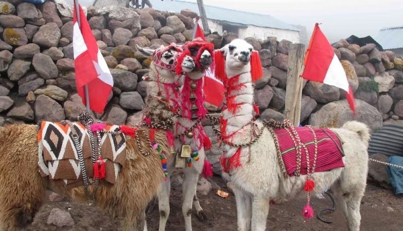  Llamas al frente de una caravana (llamadas localmente delanteros). Nicolas Goepfert, Author provided