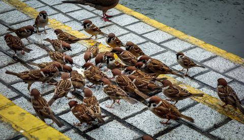 Recuperar la biodiversidad urbana sin renunciar al uso publico