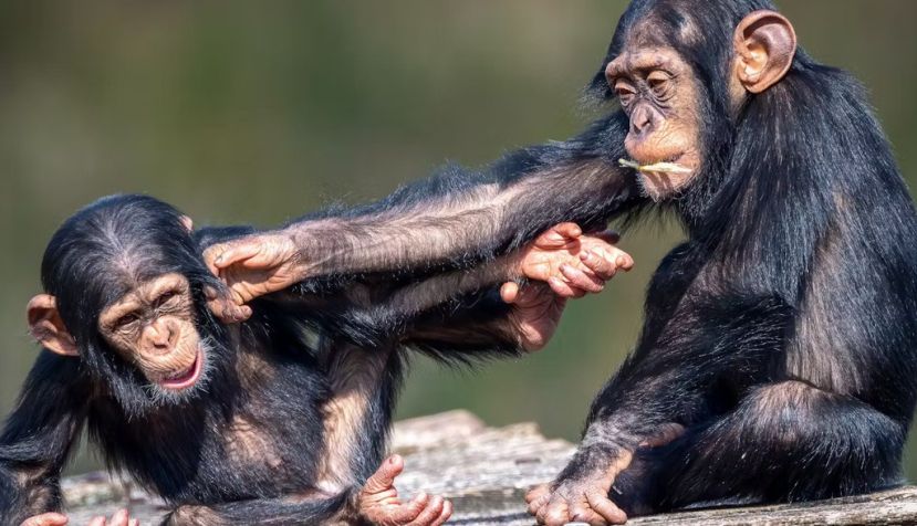 Dos jóvenes chimpancés jugando. Wirestock Creators/Shutterstock
