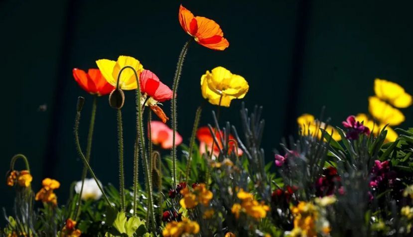 ¿Se adelanta la primavera cada año? Floración y otros guiños de la naturaleza