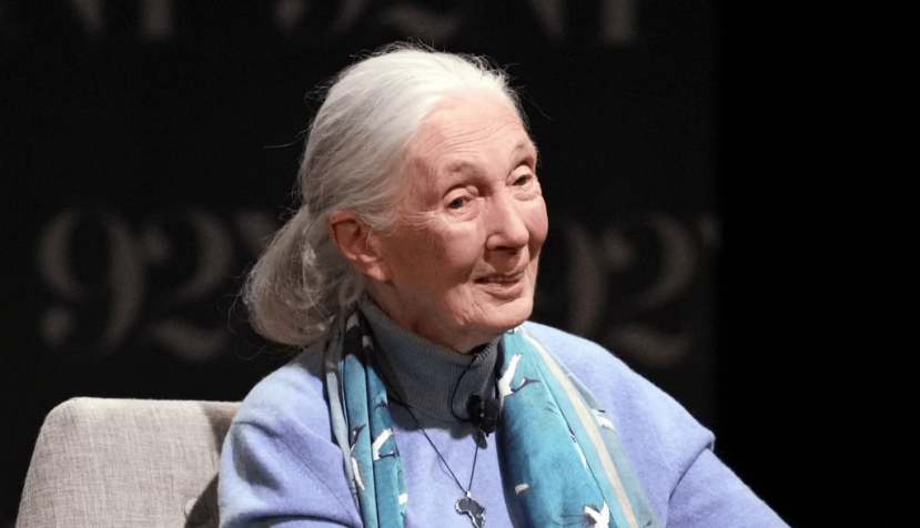 Jane Goodall converses on a stage Jane Goodall appears on stage at 92NY in New York on Oct. 1, 2023. Charles Sykes/Invision/AP