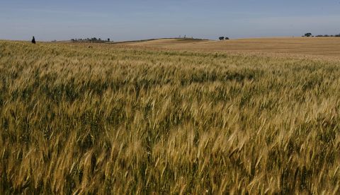 Imagen de un campo de cereal. EFE/Stephen Morrison/Archivo
