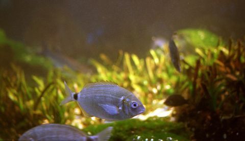 La supervivencia de los ecosistemas en los arrecifes coralinos y su colección de animales multicolores depende de pequeños peces a los que, históricamente, se les ha dado poca atención. EFE/Archivo 	   