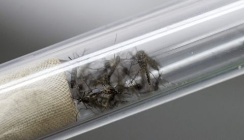 Mosquitos "Aedes aegypti", transmisores del virus del Zika y el dengue. EFE/Archivo