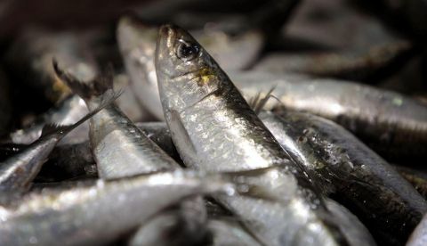 Hallan plastificantes en sardinas, boquerones y merluzas del mar Mediterráneo