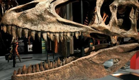 Una exposición en Miami muestra todo de los “exóticos” dinosaurios del sur