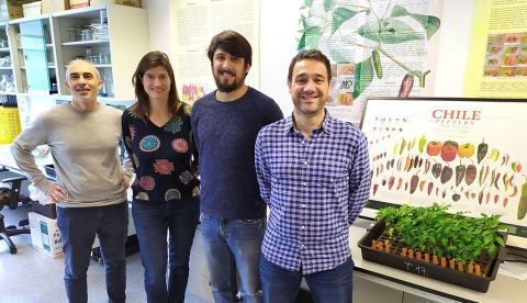 Investigadores de la Universidad Politécnica de Valencia han desarrollado el mapa genético más completo del pimiento, lo que permitirá tanto establecer la huella genética de las Denominaciones de Origen y otras variedades de prestigio y calidad diferenciada como ayudar a evitar fraudes. En la imagen los investigadores del COMAV-UPV Santiago Vilanova, Ana Fita, Leandro Pereira y Adrián Rodríguez-Burruezo (izqda a dcha). EFE/Luis Zurano
