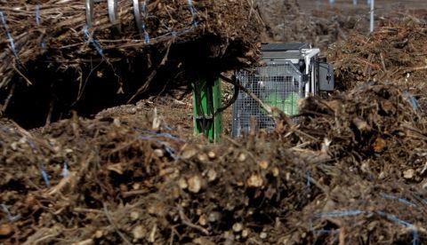 Un hombre descarga restos de corte de eucalipto en una planta de biomasa. Efeagro/Cabalar