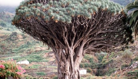 Imagen del drago milenario de Icod de los Vinos, en la isla de Tenerife. EFE/A. CHAVES