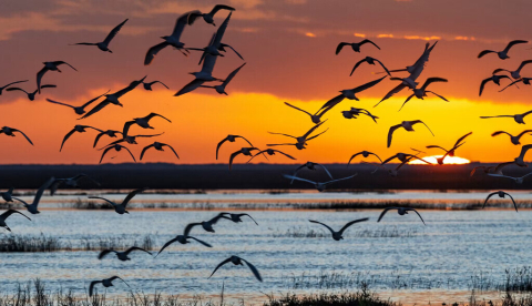 Aves sobrevolando una laguna en el Parque Nacional de Doñana. Right Perspective Images/Shutterstock