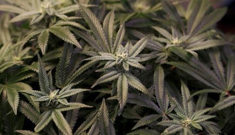 La legalización del cannabis acelera el consumo y los problemas de salud