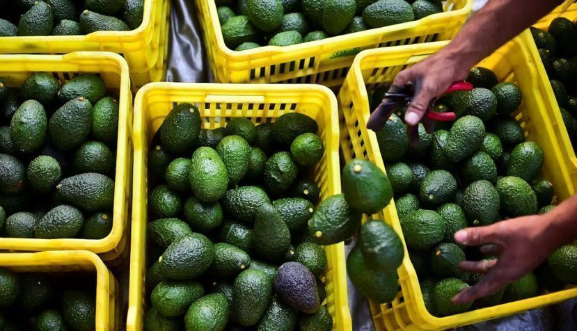 Cosecha de aguacates en Uruapan, en el estado mexicano de Michoacán. Ronaldo Schemidt/AFP via Getty Images