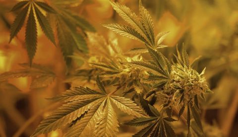 El cultivo ilegal de la marihuana amenaza los ecosistemas del sur y este peninsulares, donde el incremento de estas plantaciones -que ha provocado un aumento de más del 500 % de intervenciones policiales- es causa grave de destrucción de hábitats, en áreas tradicionalmente ajenas a este problema. EFE/EPA/BOB PEARSON/Archivo