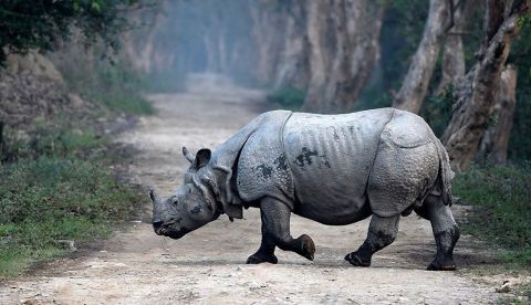 Un rinoceronte cruza un camino del bosque durante el censado de esta especie en el Parque nacional de Kaziranga, en el distrito de Bokakhat, Assam (India), esta semana. Las autoridades forestales comenzaron con el censo de rinocerontes de dos días de duración en ese famoso parque, que es Patrimonio de la Humanidad de la UNESCO. EFE
