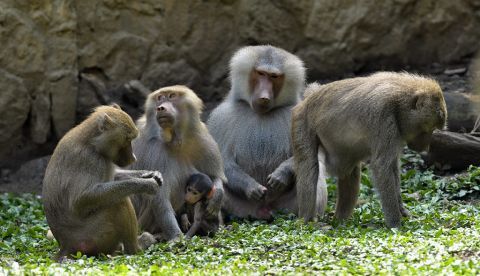 Un bebé papión (Papio Hamadryas) con otros miembros de su especie. EFE/Archivo