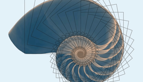 El número áureo esta relacionado con la sucesión de Fibonacci (1,1,2,3,5,8,13,21…) la cual se encuentra presente en proporciones de todo tipo, desde proporciones en el arte, la naturaleza en general hasta estructuras arquitectónicas. Roberta Conti / Wikimedia Commons., CC BY
