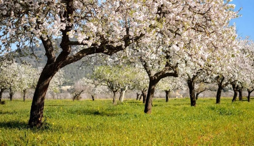 Almendros en flor en la isla de Ibiza (España). Jotapg / Shutterstock