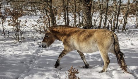 Un caballo tarpán en el parque de animales prehistóricos de Atapuerca que ofrece a los visitantes la posibilidad de introducirse en el ambiente de hace decenas de miles de años, como uros, bisontes y caballos tarpanes. ARCHIVO/EFE