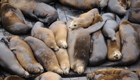 El congreso dio permiso para sacrificar hasta 93 leones marinos procedentes de California si se prueba su impacto negativo. EFE/Archivo