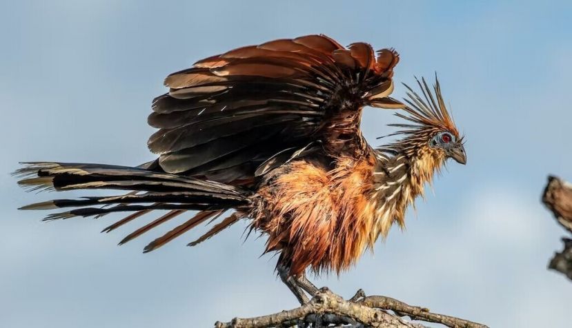 Ejemplar de hoatzin. Shutterstock / Tomas Drahos