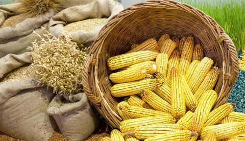 De matojos silvestres a cultivos: ¿cómo ha domesticado el hombre el trigo, el maíz y otras plantas?