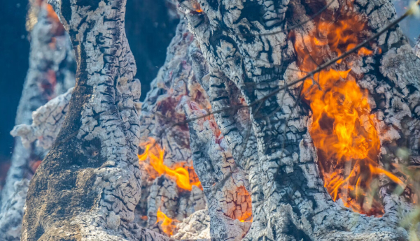  Robert Jankovic/Shutterstock