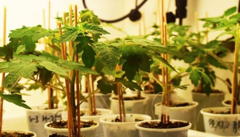 Plantas de tomate injertadas. Carlos Frey, Author provided