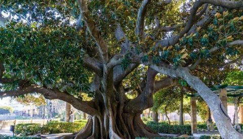 El cambio climático amenaza la supervivencia de los árboles urbanos en todo el mundo