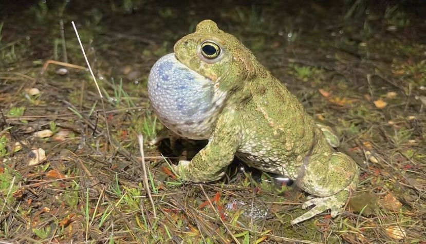 Macho del sapo corredor (Epidalea calamita) cantando. Íñigo Martínez-Solano, Author provided